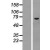 Western Blot: Asparagine synthetase Lysate [NBL1-07770] - Western Blot experiments. 
Left-Control; Right -Over-expression Lysate for ASNS